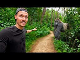 5 Hours with Wild Mountain Gorillas (World's Best Wildlife Encounter?)