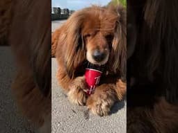 Wally The Tibetan Mastiff's very first Tim Hortons