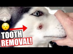 Siberian Husky Has Tooth Removed!!!