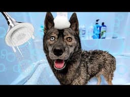 Watch My Husky's FIRST Bath Experience!