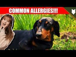 COMMON ALLERGIES FOR DACHSHUND