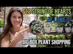 $12 String Of Hearts at Lowe's! Big Box Plant Shopping - Houseplants at Lowe's & Home Depot