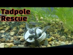 Rescued tadpoles in planted tank