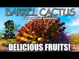 Barrel Cactus has DELICIOUS FRUITS! - (Ferocactus wislizeni) - The Sonoran Desert (S1E3)  Tucson, AZ