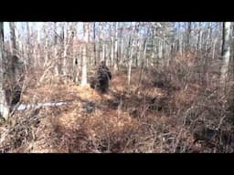 REAL BIGFOOT FOOTAGE FROM NEW YORK