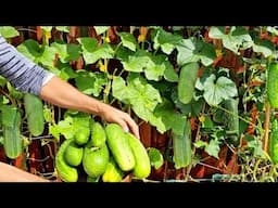 Container ideas for planting vegetables! growing cucumber steps by step