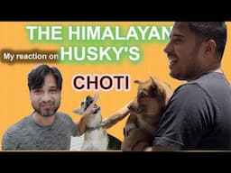 @THEHIMALAYANHUSKY 's pahaadi husky Choti | My reaction :)