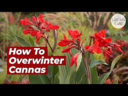 How To Overwinter Canna Bulbs | Save & Store Canna Lily Bulbs #containergarden #gardeningtips