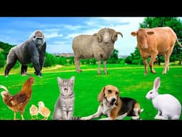 Playful Animals - Dogs, Rabbits, Cows, Chickens, Cats, Sheep - Animal Moments