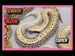 T+ 007 Batik x T- Lyly Blood Python Clutch!