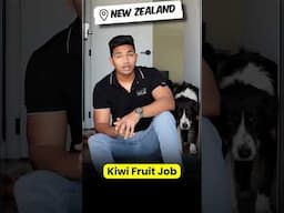 Kiwi Fruit Job In summer | New Zealand Student Life | Part-time Job | BM Maniya | New Zealand Vlogs