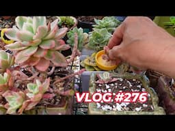 FASTEST WAYS to HAVE MORE SUCCULENTS | VLOG #276 - Growing Succulents with LizK