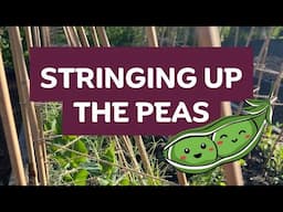 Pea trellis with string!