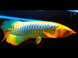 BLUE FUSION Golden Arowana Fish Collection - Elegant Golden Arowana