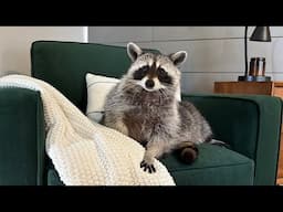 YOU CAN'T HANDLE A PET RACCOON