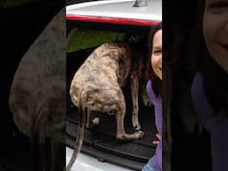 The perfect cargo liner for the dog!