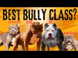 American Bully 101: Which is the best American Bully Class?