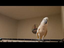 Cockatoo Shower Conversation 🚿