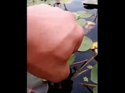 Freeing a water Lily from hair algae. Satisfying result!