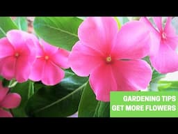 How to get more Flowers | Gardening tips in Hindi | Bhawna Ahuja