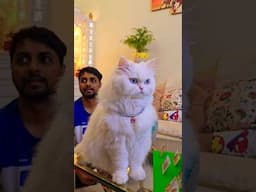 Meri Gudiya Bebo❤️❤️Diamond cat #trending #minivlog #diamond