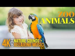 A Visit to the Zoo | 4K Close-Up Animals with Nature Sounds & Calm Music