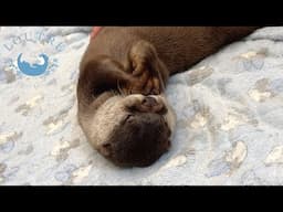 Cute Otters Going To Sleep After Playing As Much As They Can.