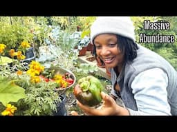 Huge Organic Harvest || Backyard Container Garden Harvest (REPOST)