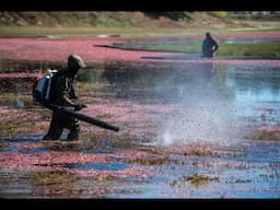 The Leaf Blowers Won't Go Quietly