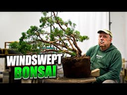 A Multiple-Trunk Juniper Gets Turned Into a Windswept Bonsai