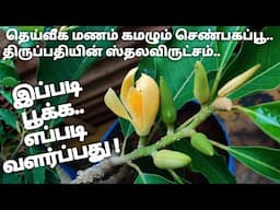 செடியில் பூத்த செண்பகம் ll செண்பகப்பூச்செடி வளர்ப்பு ll மர சம்பங்கி, திருப்பதி ஸ்தல விருட்சம் ll