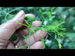 How l take care  / of Jasmine Plants/Jasminu Grandiflorum  / Luciana home garden