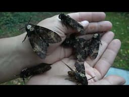 SQUEAKY Deathshead Hawkmoths (Acherontia atropos) SOUND