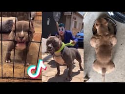 Pitbulls are Badass and Cute - Tiktok Compilation! #4