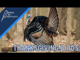 Wings of Kentucky: Thanksgiving Birds