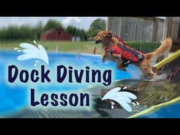 GOLDEN RETRIEVER DOCK DIVING for the 1st time! | Dog Training Sports