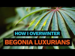 Begonia Luxurians - Quick Winter Care Tips