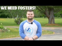 NH Fosters Needed