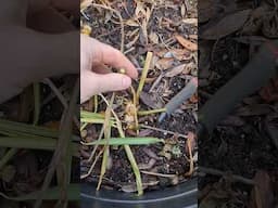 Ginger Root Harvest