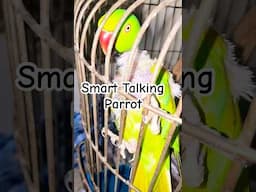 Smart Talking Parrot! #talkingparrot #parrottalking #smartparrots #funnyparrot #cutebirds #mimicry