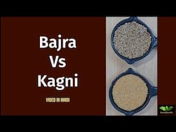 Bajra Vs Kagni | Pearl Millet Vs Foxtail Millet | बाजरा vs कंगनी | Millets | Everyday Life # 349