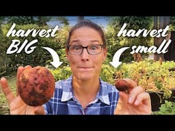 When to Harvest Potatoes – 5 Signs They’re Ready!