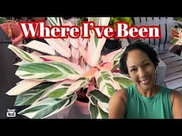 Back Patio Refresh || Cleaning & Re-organizing Potted Plants || Tropical Container Garden