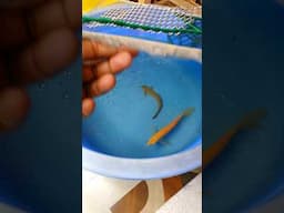 Arowana Fish ko tub me rakha 🤔🤔 #shorts #shortvideo #fishvideo #aquarium