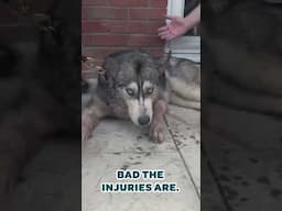 This husky is clinging on for life after fighting with a pit bull 😢 #shorts  #animalrescue