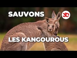 La Fondation 30 Millions d'Amis dénonce le massacre d'un 1,6 million de Kangourous !