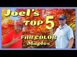 Joel's Top 5 Japanese Maples for Fall Interest Around Buchholz Nursery