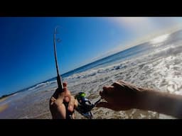 Light Tackle beach Fishing for Tailor