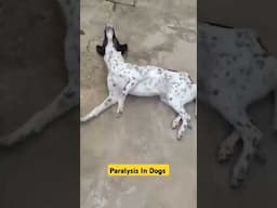 Paralysis In Dogs || Immediately Take  Care 🙏 #shortvideo #shortsfeed #shorts #shorts_video #pets