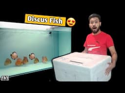 Unboxing Beautiful Discus Fish | New Fish | Discus Fish Aquarium